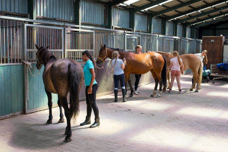 Kinder pflegen Pferde in einem Stall bei FarmCamps Fleur Stables, einem Ferienpark in Nordholland.