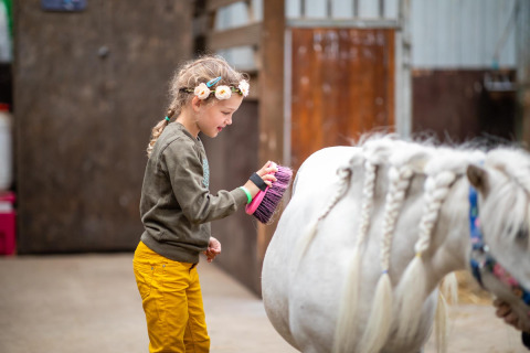Una bambina spazzola un pony bianco con criniera intrecciata nella stalla di FarmCamps Fleur Stables, Olanda.