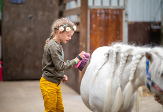 Una bambina spazzola un pony bianco con criniera intrecciata nella stalla di FarmCamps Fleur Stables, Olanda.
