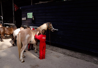 Kinderen in rode overalls borstelen paarden bij FarmCamps Five Star in Zeeland, Nederland.
