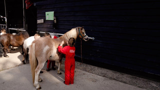 Niños con monos rojos cuidan y cepillan caballos en FarmCamps Five Star en Zelanda, Países Bajos.