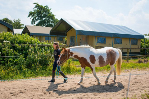 Una niña conduce un caballo por un sendero en FarmCamps Fleur Stables, con tiendas glamping al fondo.