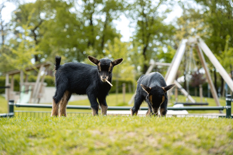 To små geder græsser på en grøn mark med legepladsen i baggrunden i Holiday Park Ackersate, Gelderland.