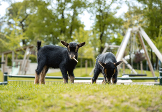 To små geder græsser på en grøn mark med legepladsen i baggrunden i Holiday Park Ackersate, Gelderland.