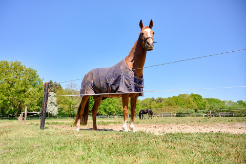 Horse wearing a blanket stands in a green field at Holiday Resort de Bronzen Emmer, Drenthe, Netherlands.