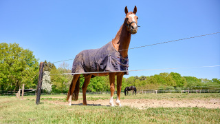 Caballo con manta en un campo verde bajo el cielo azul, Holiday Resort de Bronzen Emmer en Drenthe, Países Bajos.