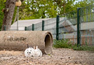 Twee konijnen bij een betonnen buis in een omheinde tuin in Vakantiepark De Nollen, Noord-Holland.