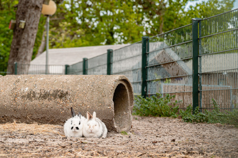 Zwei Kaninchen sitzen vor einem Betonrohr im umzäunten Garten bei Vakantiepark De Nollen, Niederlande.
