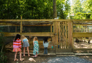 Vier kinderen kijken in een dierenverblijf op Camping de Chênefleur, Belgisch Luxemburg, tussen het groen.