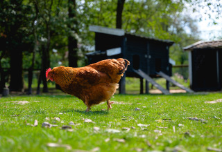 A brown chicken on green grass with a chicken coop in the background at Vakantiepark de Twee Bruggen, Netherlands.