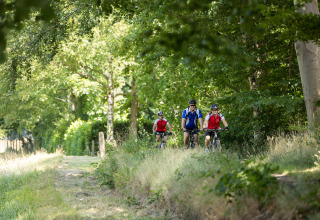 Three cyclists ride along a scenic forest trail at Vakantiepark de Twee Bruggen, Gelderland, Netherlands.