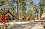 Glamping-telte blandt høje fyrretræer i ferieparken Hoge Kempen i Limburg, Belgien, på en solrig dag.