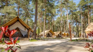 Glamping-tenten tussen hoge dennen in het vakantiepark Hoge Kempen in Limburg, België op een zonnige dag.