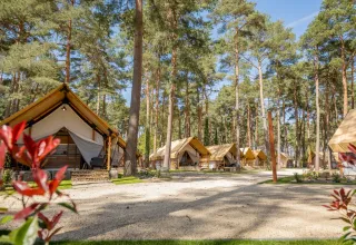 Glamping-Zelte im Wald des Ferienparks Hoge Kempen in Limburg, Belgien, an einem sonnigen Tag.