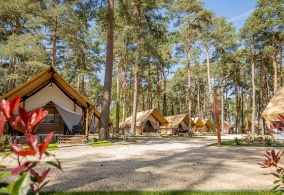 Glamping tents set among tall pine trees at Hoge Kempen holiday park in Limburg, Belgium, on a sunny day.