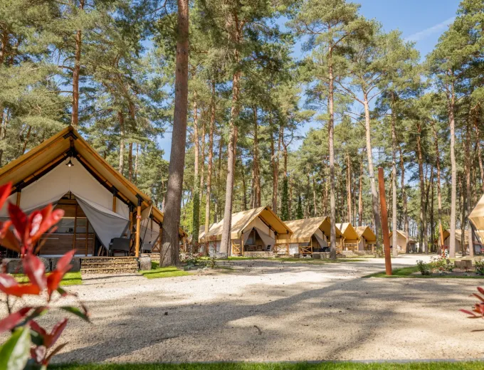 Glamping-tenten tussen hoge dennen in het vakantiepark Hoge Kempen in Limburg, België op een zonnige dag.
