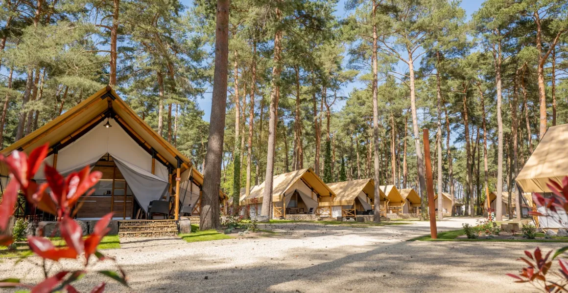 Glamping-tenten tussen hoge dennen in het vakantiepark Hoge Kempen in Limburg, België op een zonnige dag.
