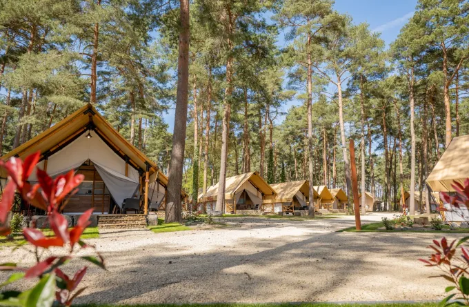 Glamping-tenten tussen hoge dennen in het vakantiepark Hoge Kempen in Limburg, België op een zonnige dag.