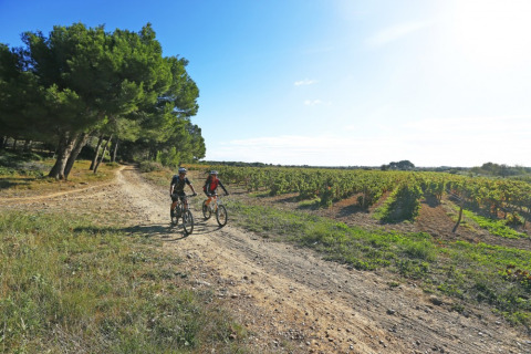 Two people cycling on a dirt path beside vineyards and forest under the sun at Camping De l'Olivigne, Occitanie.