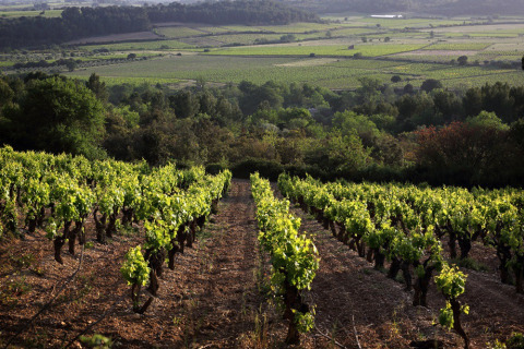 Viñedos cerca de Bize-Minervois en Occitania, Francia, con hileras de vides verdes y un paisaje campestre pintoresco.