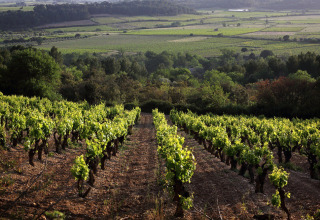 Wijngaarden nabij Bize-Minervois in Occitanië, Frankrijk, met groene wijnranken en een schilderachtig landschap.