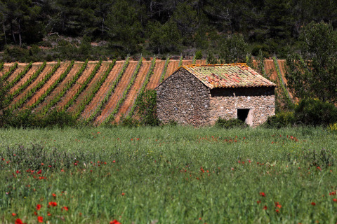 Maison en pierre et champ fleuri devant un vignoble près de Bize-Minervois, Occitanie, France.