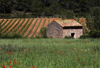 Stone house and grassy field with wildflowers in front of a vineyard near Bize-Minervois, Occitanie, France.