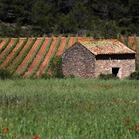 Casa in pietra e campo erboso con fiori davanti a un vigneto vicino a Bize-Minervois, Occitania, Francia.