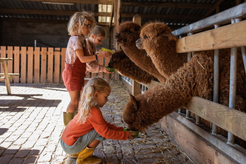 Kinderen geven bruine alpaca’s eten in de stal op FarmCamps De Smulhoeve, een vakantiepark in Noord-Brabant, Nederland.