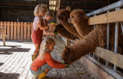 Kinder füttern braune Alpakas im Stall bei FarmCamps De Smulhoeve, einem Ferienpark in Noord-Brabant, Niederlande.