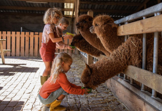 Kinderen geven bruine alpaca’s eten in de stal op FarmCamps De Smulhoeve, een vakantiepark in Noord-Brabant, Nederland.