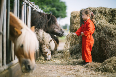 Et barn i en rød dragt fodrer ponyer med hø på FarmCamps De Smulhoeve, en bondegårdsferie i Nord-Brabant.