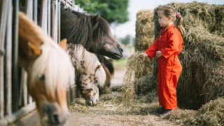 Una niña con mono rojo da de comer heno a ponis en FarmCamps De Smulhoeve, en Brabante Septentrional.