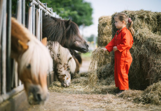 Et barn i en rød dragt fodrer ponyer med hø på FarmCamps De Smulhoeve, en bondegårdsferie i Nord-Brabant.