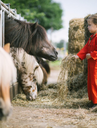 Una niña con mono rojo da de comer heno a ponis en FarmCamps De Smulhoeve, en Brabante Septentrional.