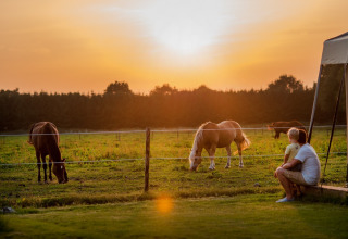 Solnedgang over en mark med heste, hvor en person sidder og nyder udsigten på FarmCamps De Smulhoeve.