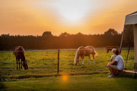 Vista al atardecer en FarmCamps De Smulhoeve, con una persona observando caballos pastar en el campo.