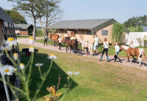 Bambini portano pony a spasso nel parco vacanze FarmCamps Breehees in Brabante Settentrionale, Paesi Bassi.
