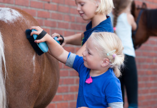Børn børster en pony ved FarmCamps Breehees i Nord-Brabant, Holland, og lærer om dyrepasning sammen.