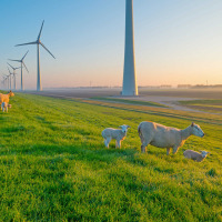Turbinas eólicas y ovejas pastando cerca de Kraggenburg, Flevoland, Países Bajos al atardecer.