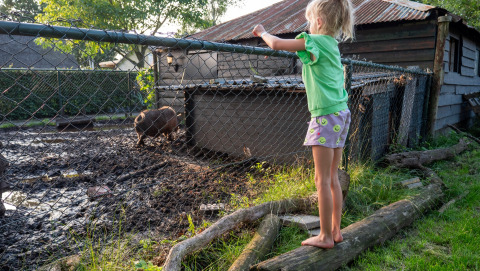 Una niña de pie sobre un tronco mira a un cerdo en un corral embarrado en Camping Emmen, Drenthe, Países Bajos.