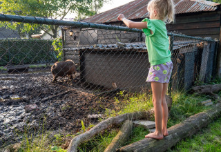 A girl stands on a log, looking over a fence at a pig in a muddy pen at Camping Emmen in Drenthe, Netherlands.