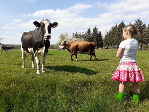 Una niña con botas verdes observa vacas en un campo en Familiepark de Vechtvallei, Overijssel, Países Bajos.