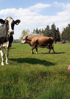 Una niña con botas verdes observa vacas en un campo en Familiepark de Vechtvallei, Overijssel, Países Bajos.