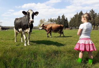 A girl in green boots watches cows in a field at Familiepark de Vechtvallei, Overijssel, Netherlands.