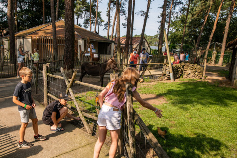 Niños juegan y alimentan animales en un recinto de Familiepark Goolderheide, parque vacacional en Limburgo, Bélgica.