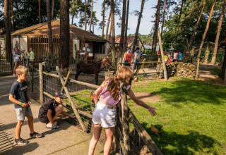 Bambini danno da mangiare e giocano con animali al Familiepark Goolderheide, parco vacanze nel Limburgo belga.
