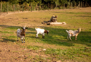 Three goats grazing on a sunny field at Camping Fargogne holiday park in Occitanie, France, with trees behind.