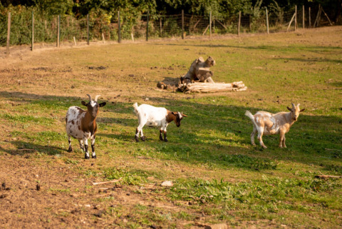 Three goats grazing on a sunny field at Camping Fargogne holiday park in Occitanie, France, with trees behind.