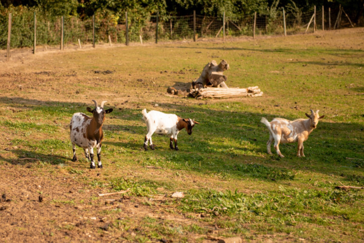 Drie geiten grazen op een zonnig veld bij Camping Fargogne, een vakantiepark in Occitanie, Frankrijk.